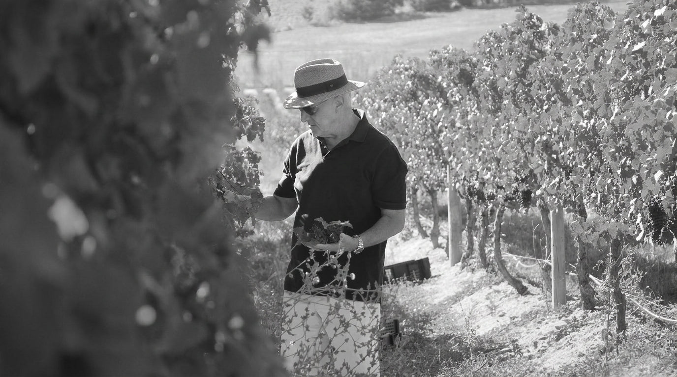 Winemaker inspecting grapes in the vineyard