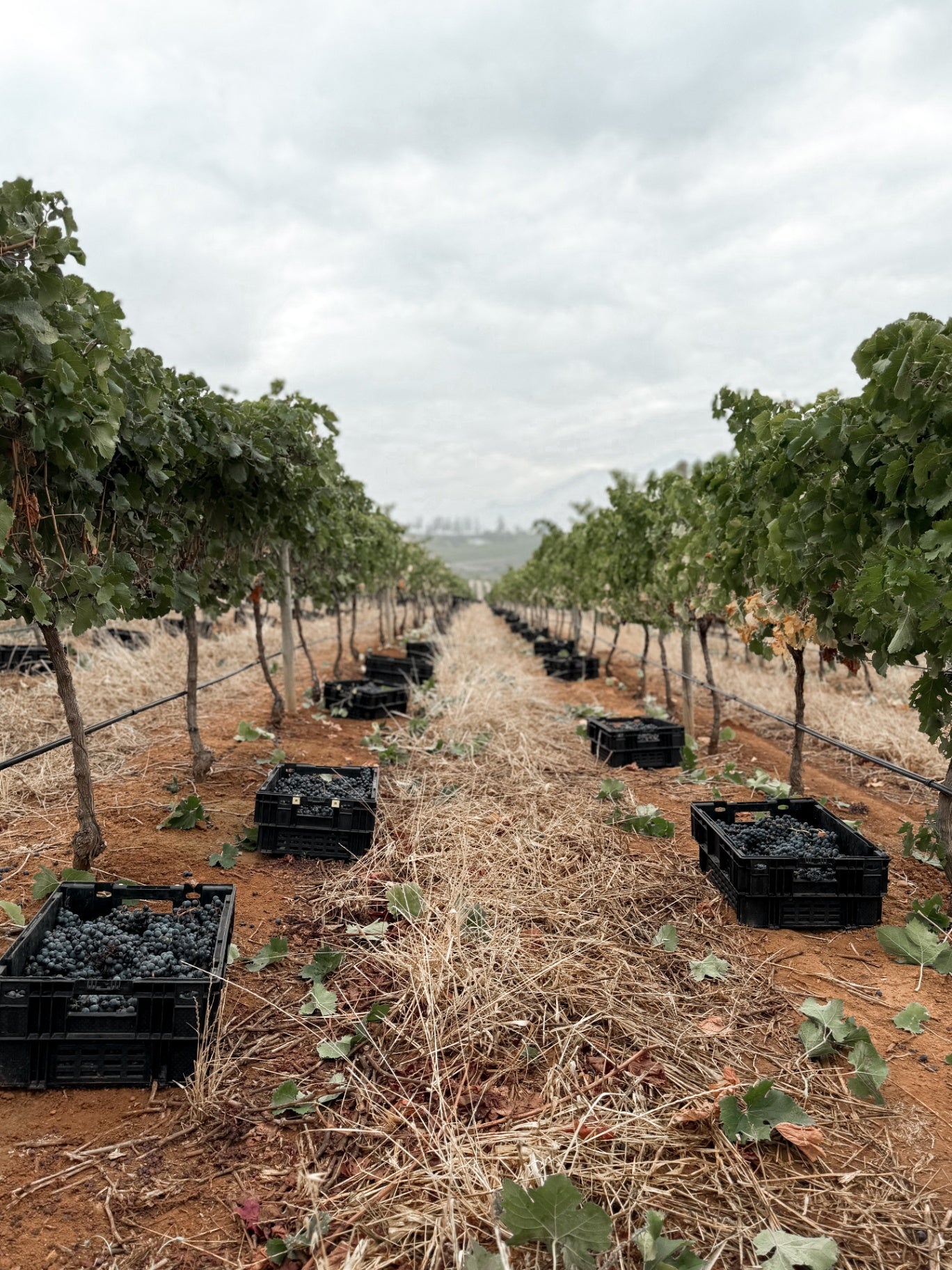 Freshly harvested grapes in the vineyard