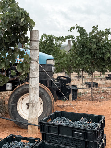 Harvest 2026:  We crushed it!