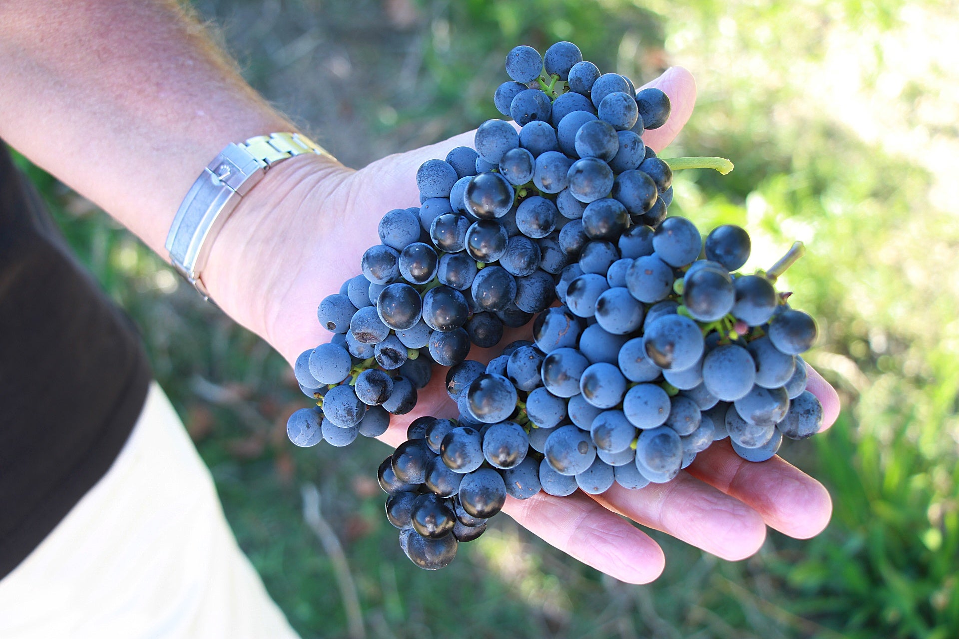 Hand holding freshly picked Bordeaux grapes